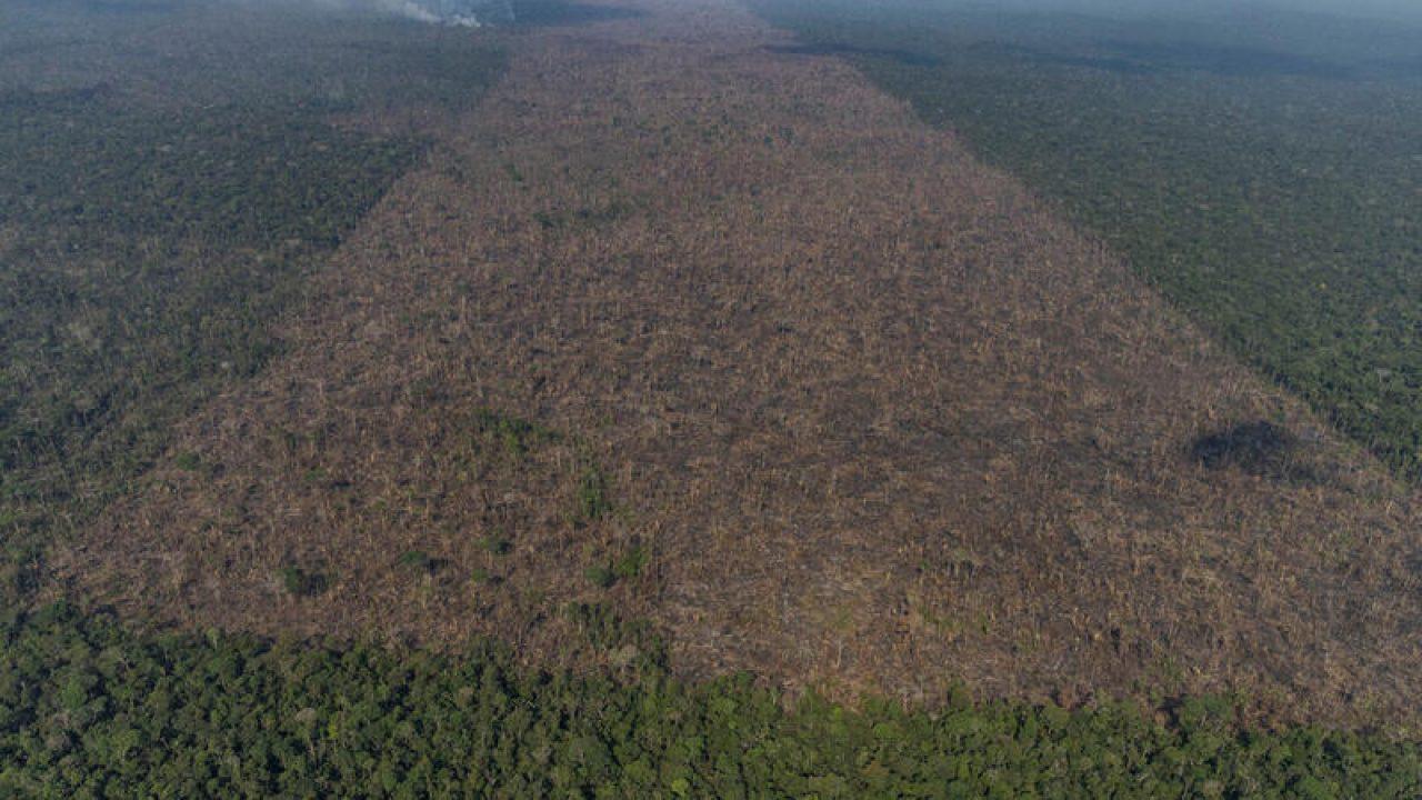 O desesperador avanço do desmatamento na Amazônia em julho