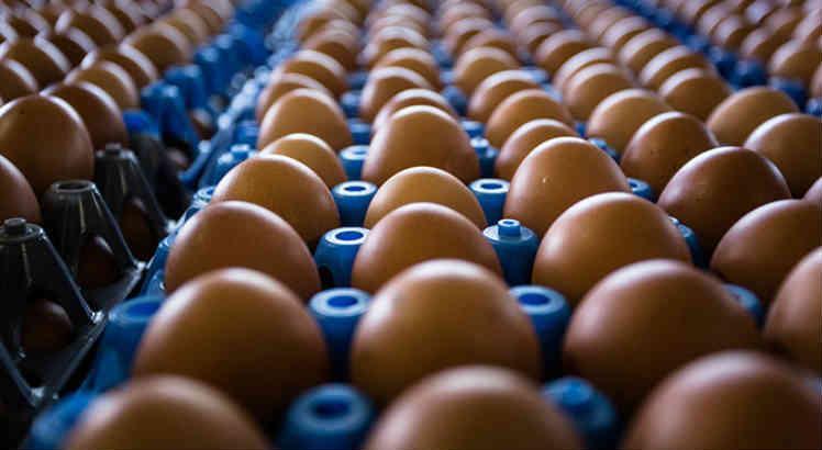 Exportações de ovos crescem mais de 60% em 2022