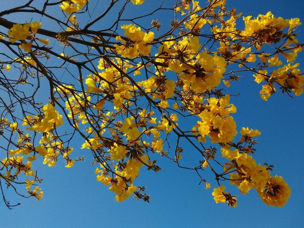 Fim de semana será de sol, mas inverno deve encerrar com chuva e primavera começar com frio no Oeste