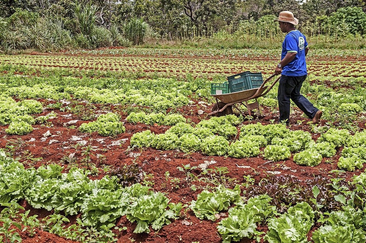 Movimentos propõem agroecologia como saída contra a fome e a pobreza