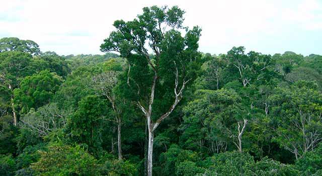 Paraná perde 1.607 hectares de Mata Atlântica no 1º semestre