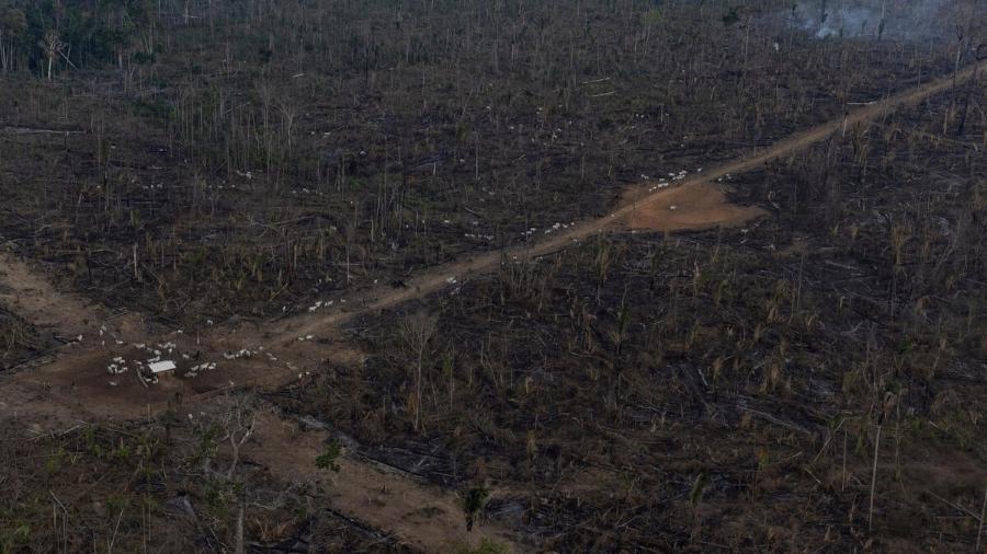 Desmatamento na Amazônia bate recorde em setembro, aponta Inpe
