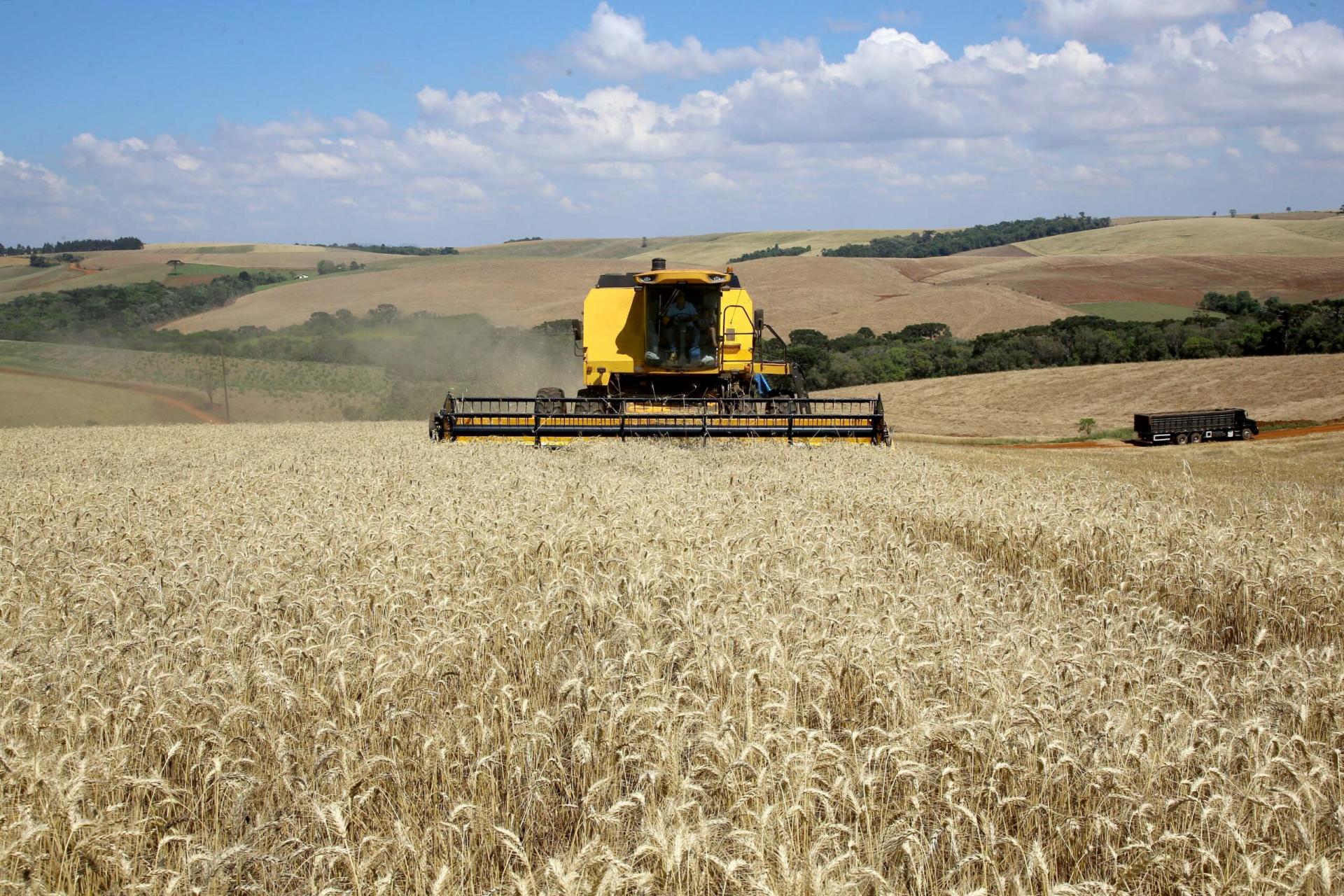 No Paraná, colheita do trigo avança pouco com chuvas intermitentes em todo Estado