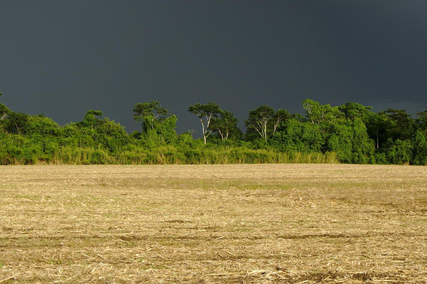Chuvas de outubro beneficiaram agricultura e pastagens, mostra boletim do IDR-Paraná