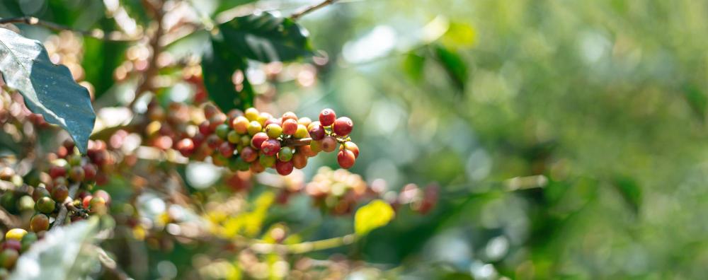 Clima chuvoso prejudicou safra de café no Paraná; plantio de soja e milho está perto do fim