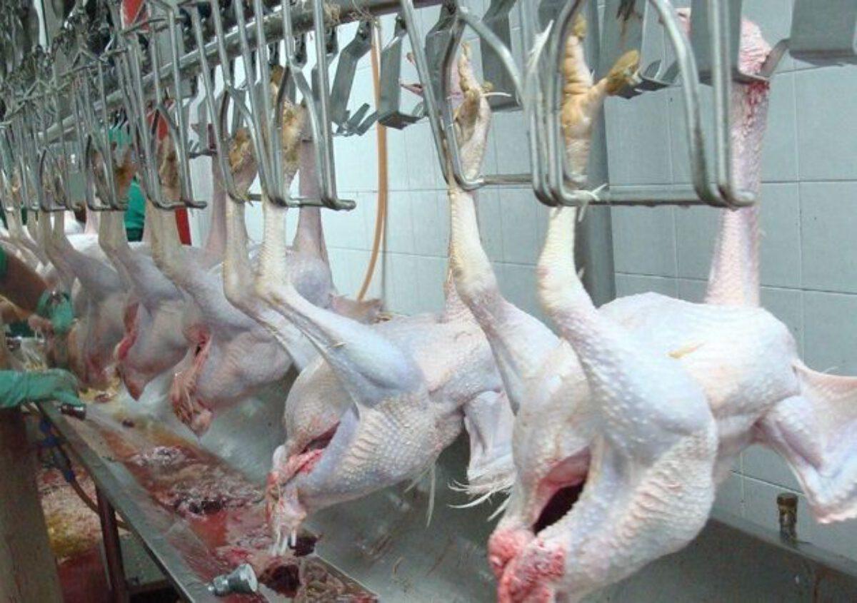 Exportações de carne de frango do Paraná registram alta de quase 6% em 2022