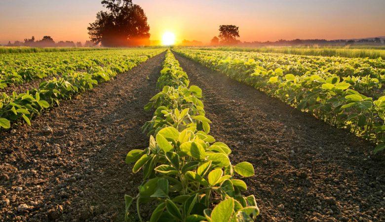 Agronegócio no Brasil dá salto em 20 anos e hoje equivale ao PIB da Argentina