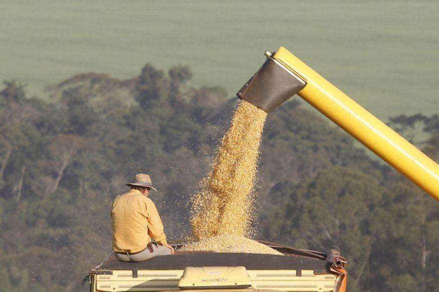 Com demanda crescente no mundo, Paraná deve produzir 19 milhões de toneladas de milho