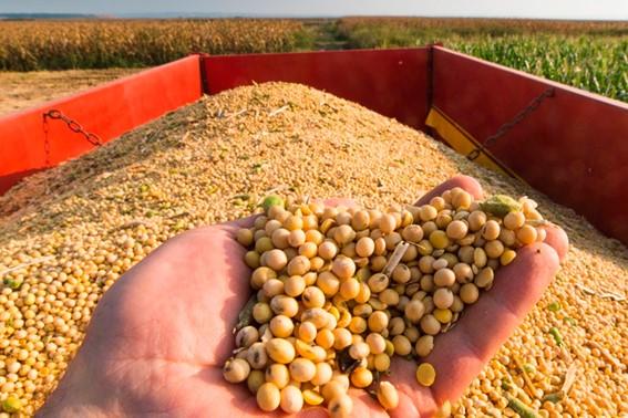 Segundo maior produtor de soja, Paraná responde por 14% da safra brasileira