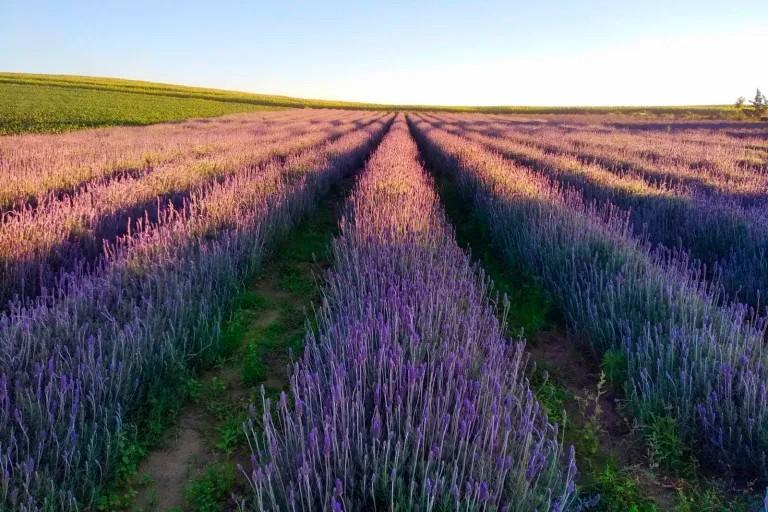 Toledo inclui o Oeste na lei da Rota da Lavanda do Paraná