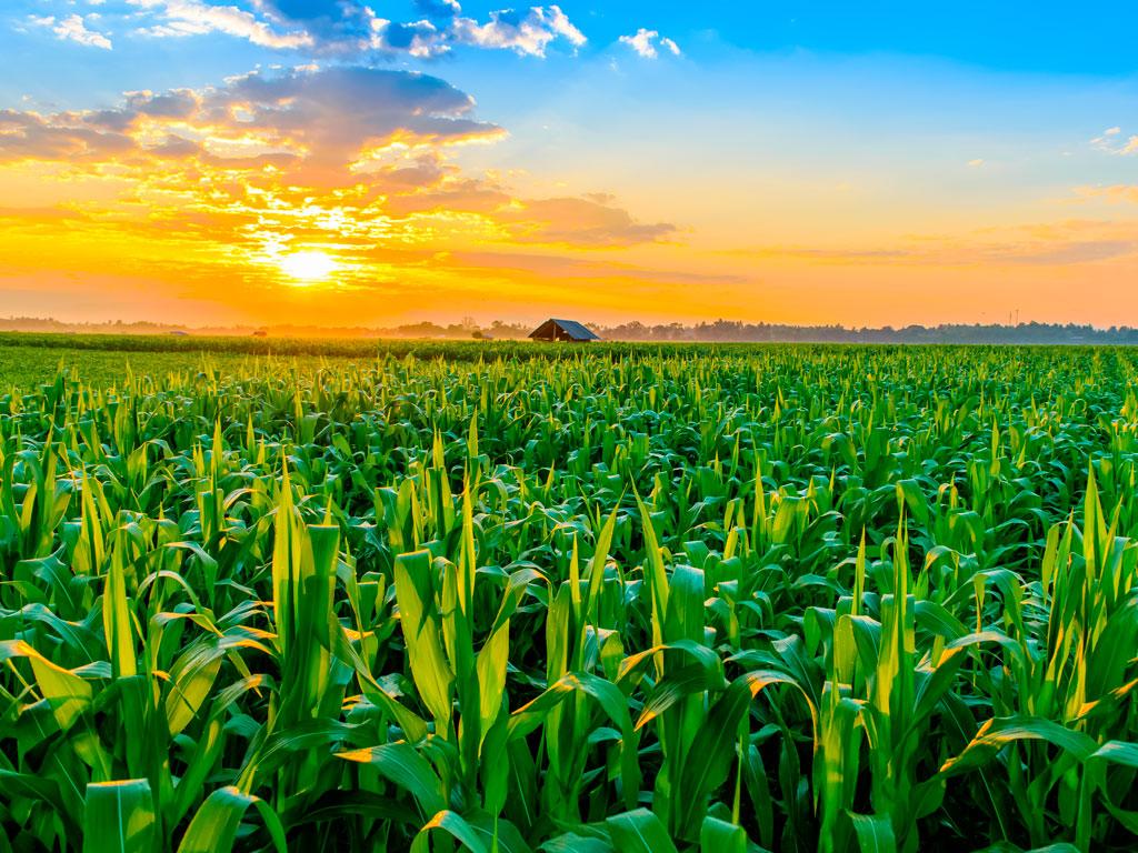 Valor da Produção Agropecuária é previsto em R$ 1,249 trilhão para 2023