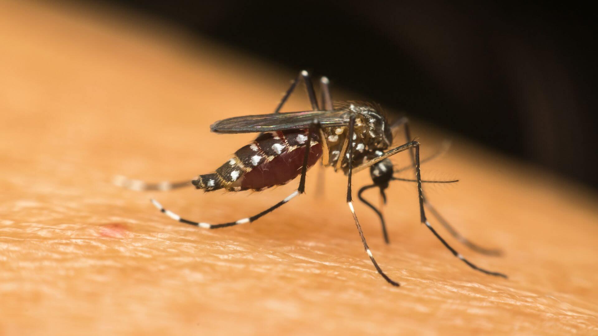 Cascavel registra primeira morte por chikungunya; vítima tinha 71 anos