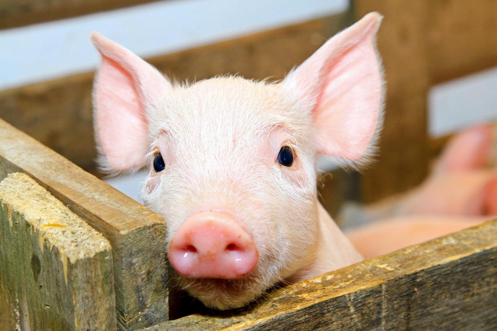 Exportações brasileiras de carne suína crescem 16,9% em março
