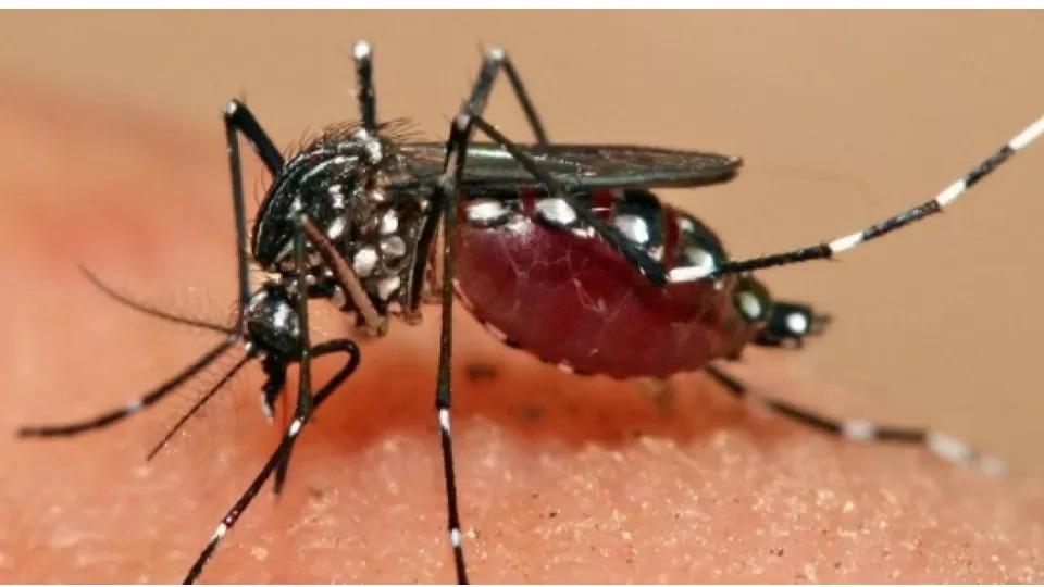 Fiocruz alerta para ressurgimento do sorotipo 3 da dengue