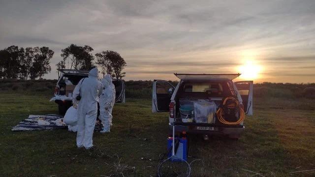 Rio Grande do Sul registra primeiro foco de gripe aviária em aves silvestres