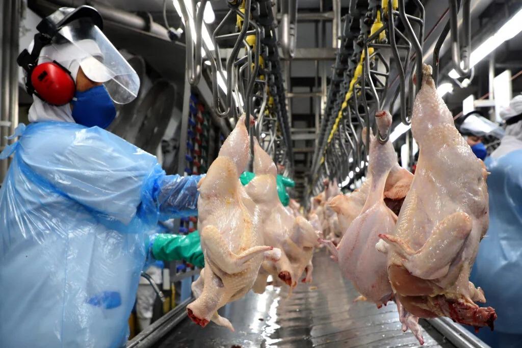 Avicultura do Paraná bate mais um recorde de produção trimestral com 547 milhões de frangos