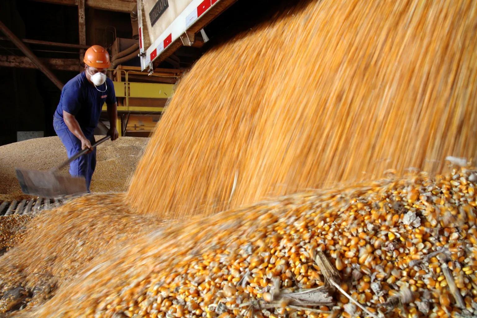 Com o preço do milho a R$ 47, produtor segura o grão esperando “dias melhores”