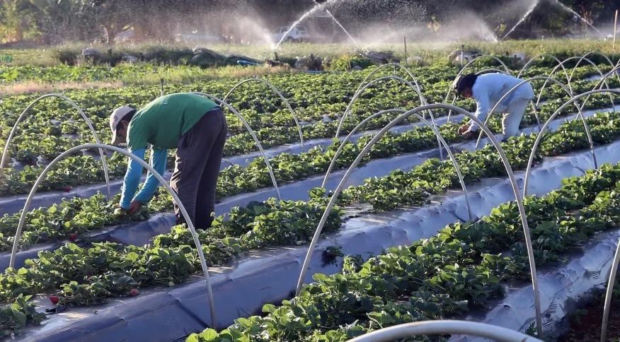 Governo anuncia Plano Safra para agricultura familiar e totaliza R$ 441 bilhões em recursos ao setor