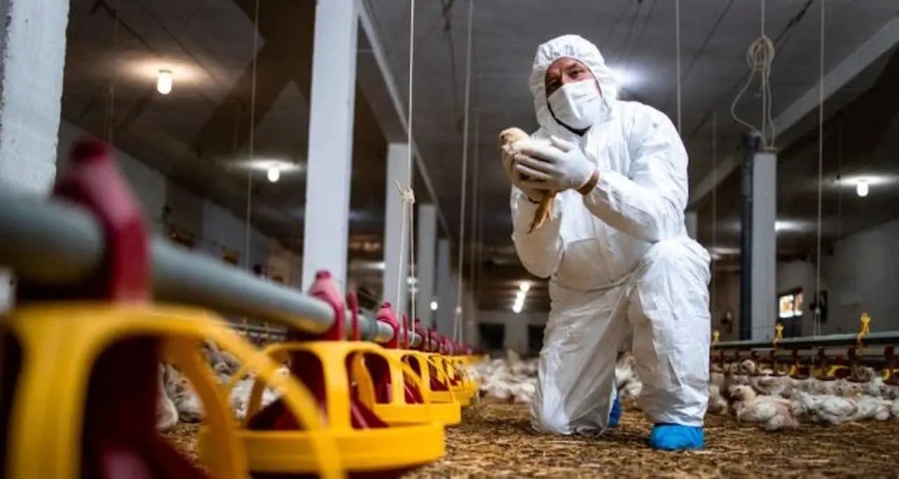 Gripe aviária: R$ 200 milhões são liberados para combate e prevenção do vírus