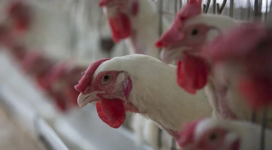 Ministério da Agricultura confirma mais um caso de gripe aviária no Brasil e total vai a 31