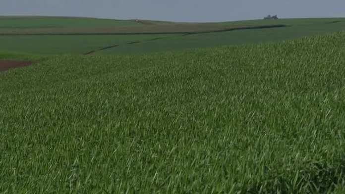 Plantação de trigo cresce 13% em um ano no Paraná, aponta Seab