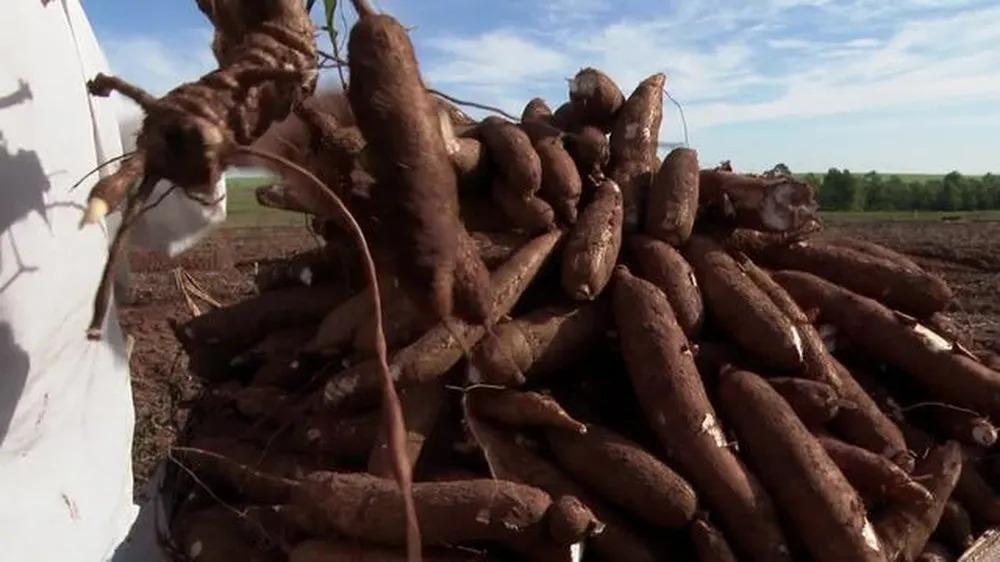 Preço da mandioca cai 30% em 90 dias e desagrada agricultores do Paraná, aponta departamento