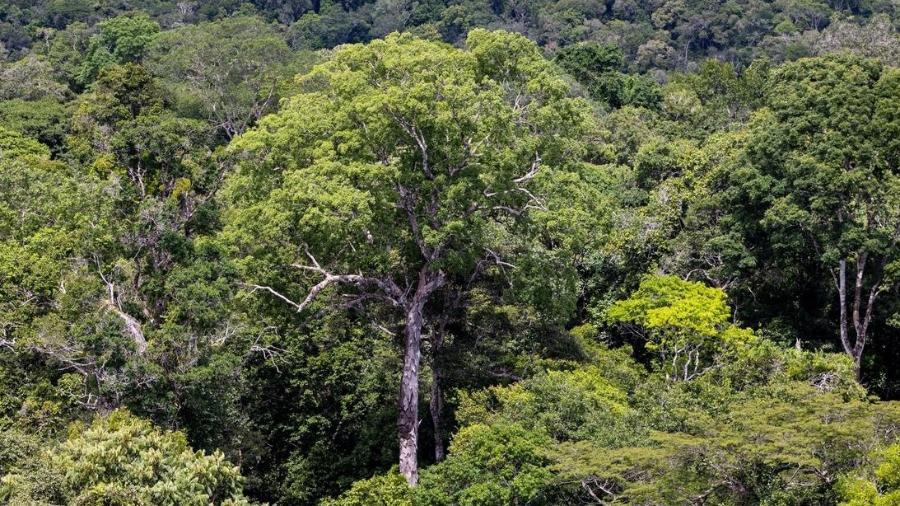 Desmatamento na Amazônia cai 33,6% no primeiro semestre de 2023