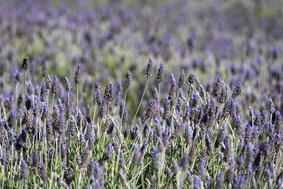 Campos de lavanda: rota turística incentiva o cultivo no Paraná