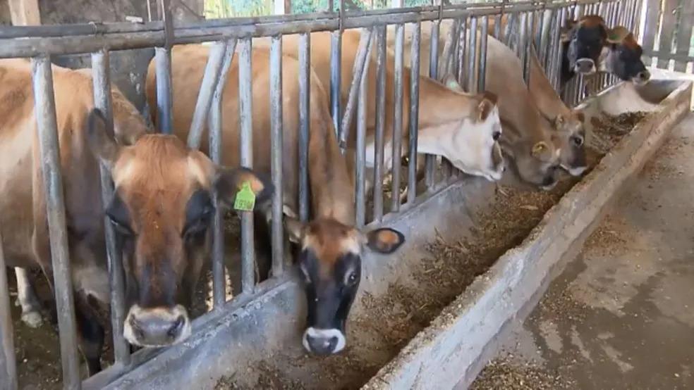 Custo da produção de leite ultrapassa valor de venda e causa preocupação aos produtores do Paraná