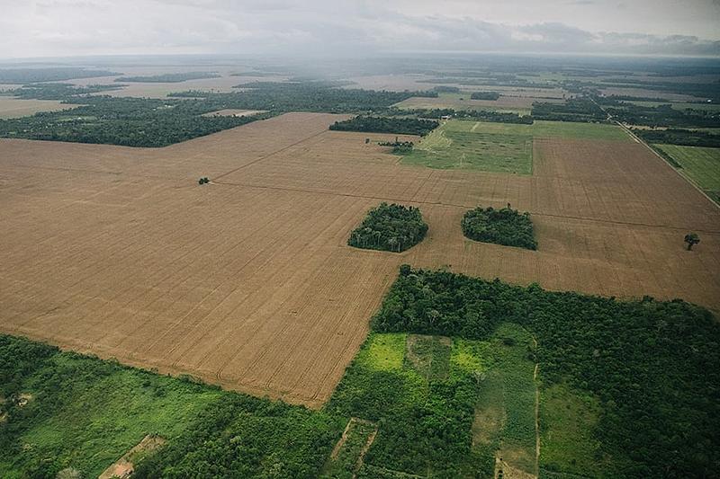 Plantações de soja ocupam espaço 10 vezes maior do que toda a área urbana brasileira, diz MapBiomas