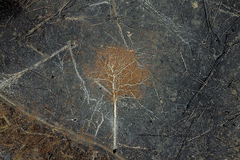Agropecuária desmatou 15% das florestas brasileiras nos últimos 40 anos, revela Mapbiomas