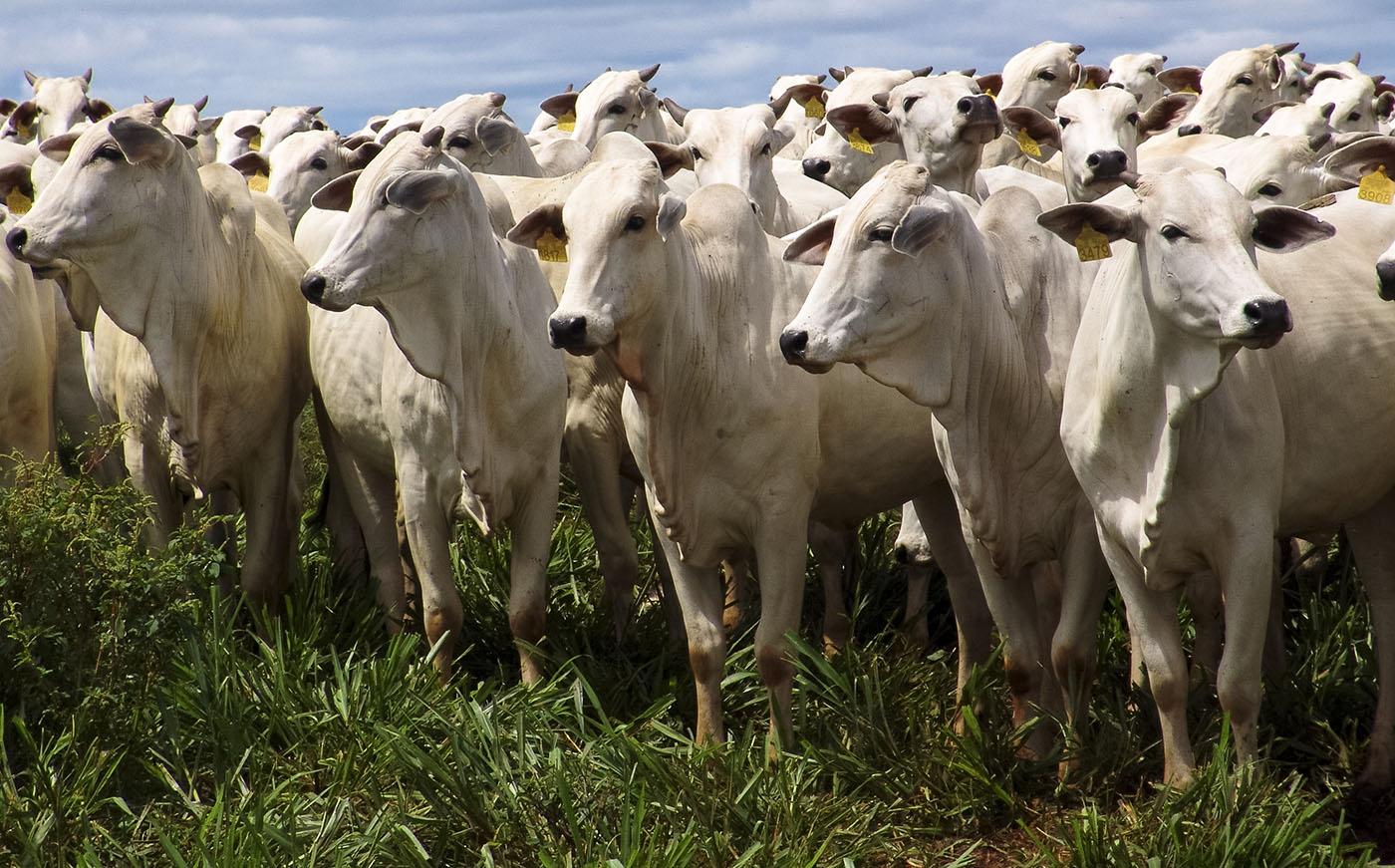 Preço da carne bovina pode fechar o ano com queda de 10%