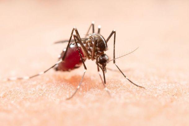 Com 418 novas confirmações de dengue, PR ultrapassa 3 mil casos da doença
