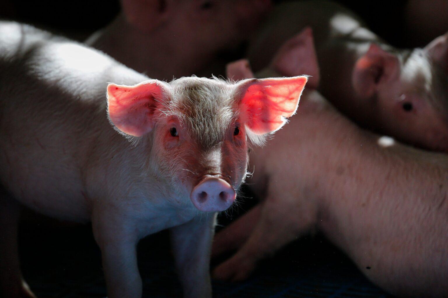 Custos de produção de suíno e frango encerram 2023 em baixa