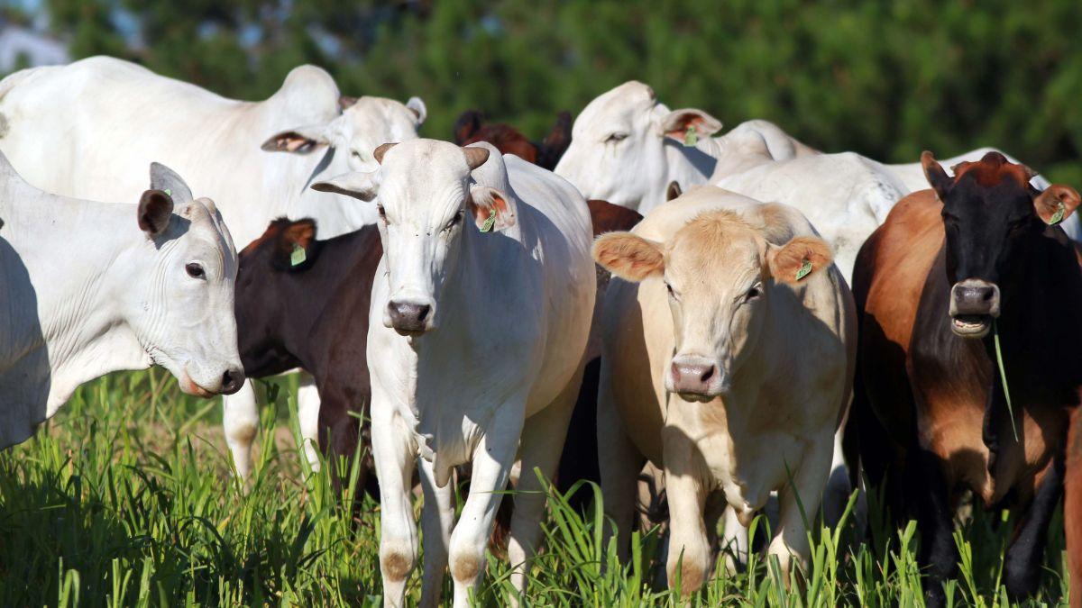 Preço da carne bovina caiu 17% no Paraná em 2023, diz Deral