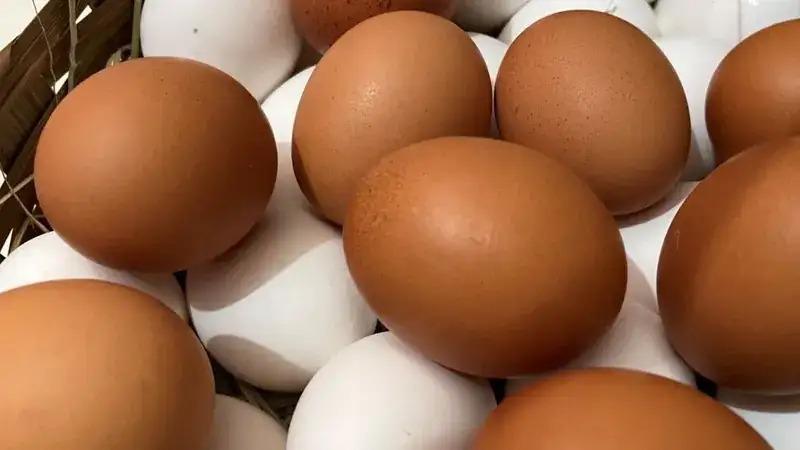 Forte demanda aumenta preço do ovo no início deste mês