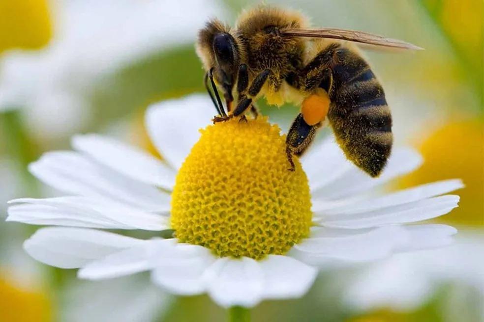 Ibama restringe uso de agrotóxico Tiametoxam para proteger abelhas