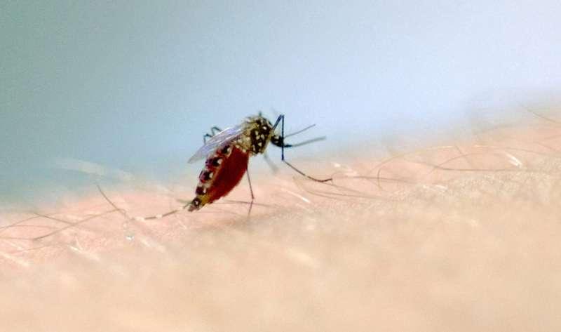 Por que idosos não recebem vacina da dengue? Entenda