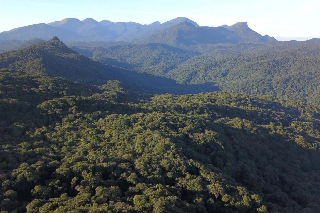 Paraná registra queda de 59% no desmatamento, aponta boletim do SOS Mata Atlântica