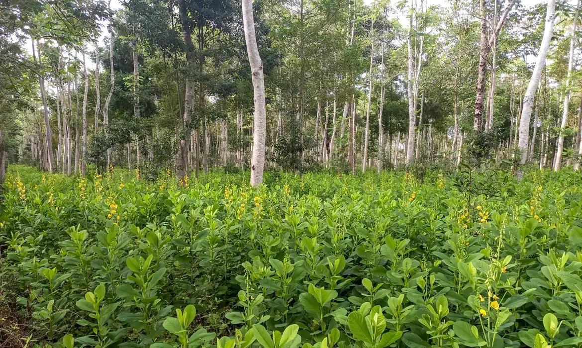 Brasil precisa recuperar 25 milhões de hectares de vegetação nativa