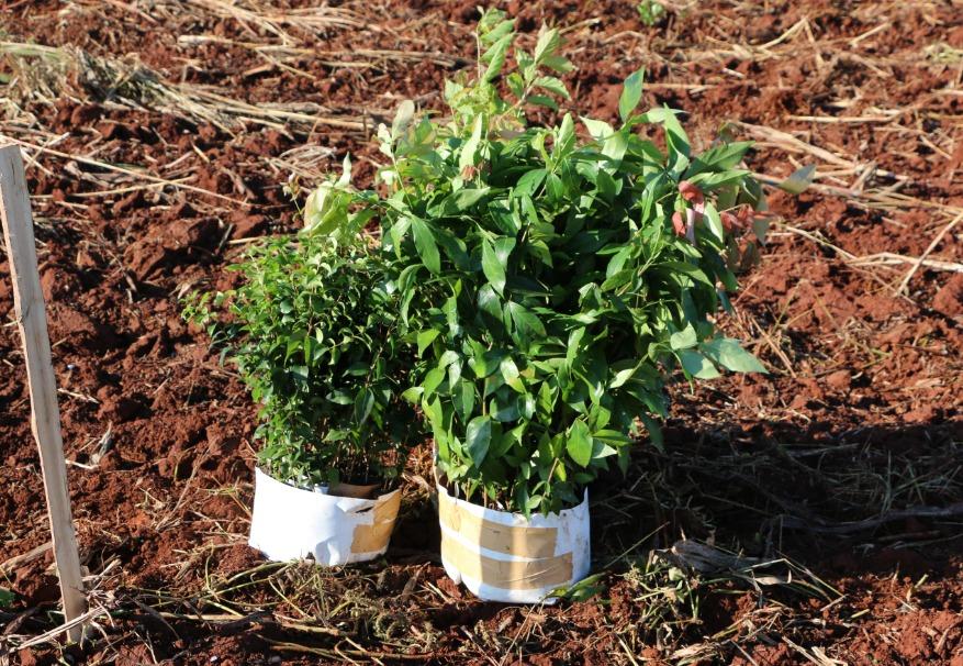 Rumo às 25 mil árvores, Programa SH Mais Verde avança para São Clemente
