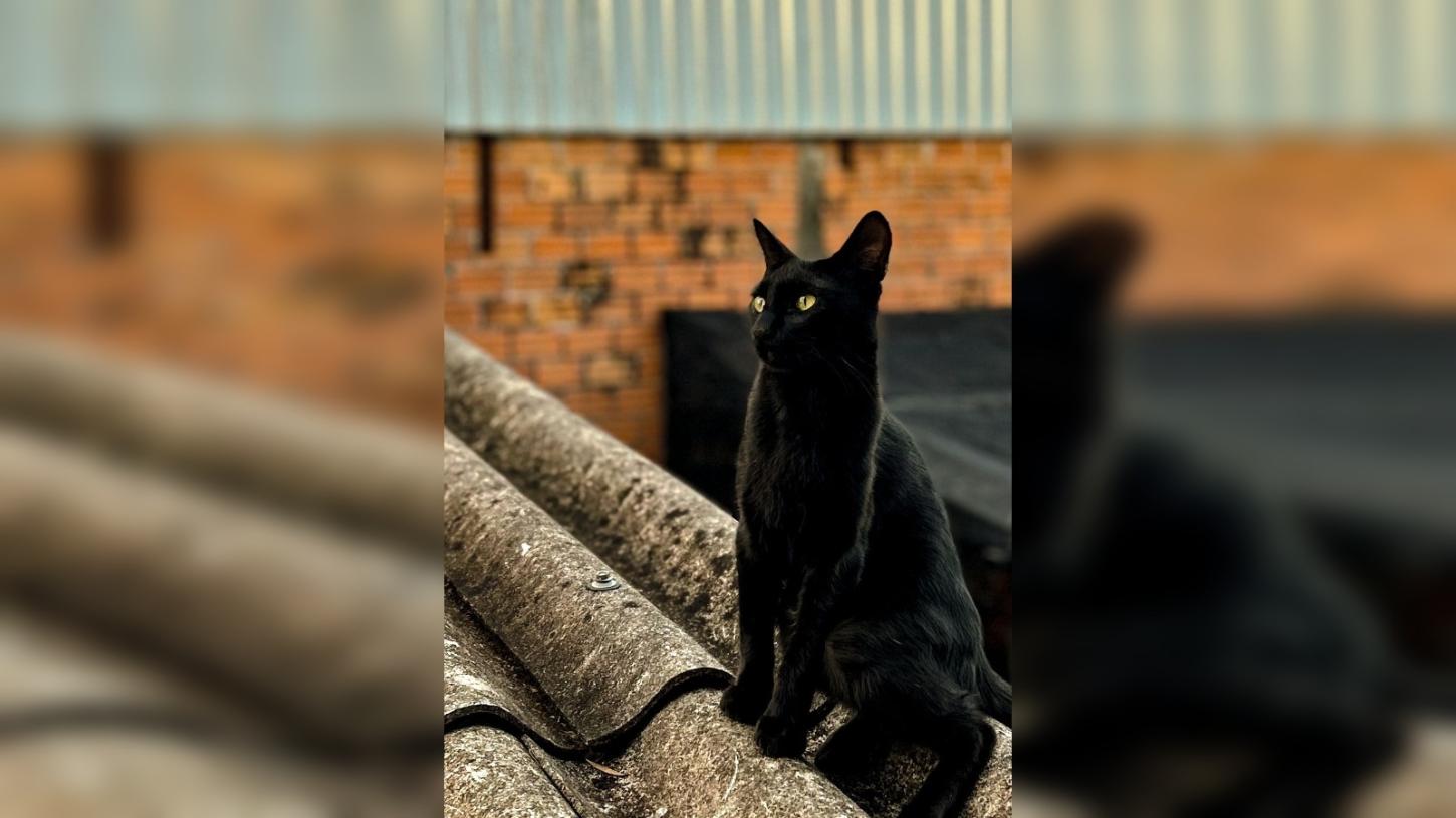 Mito do gato preto na sexta-feira 13 reforça alerta contra maus-tratos aos animais