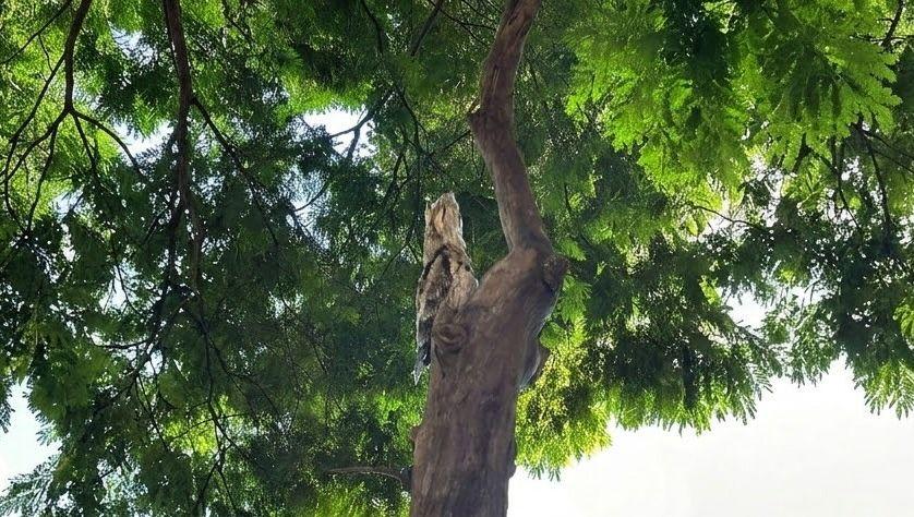 Morador de Santa Helena se surpreende ao encontrar urutau em árvore em frente de casa