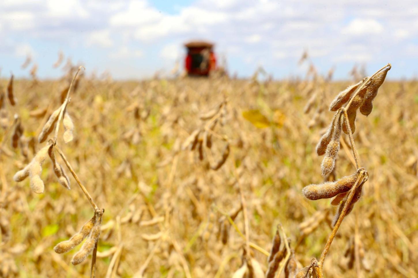 Produção de grãos do Paraná cresce e fortalece agronegócio; Santa Helena segue entre os destaques do Estado