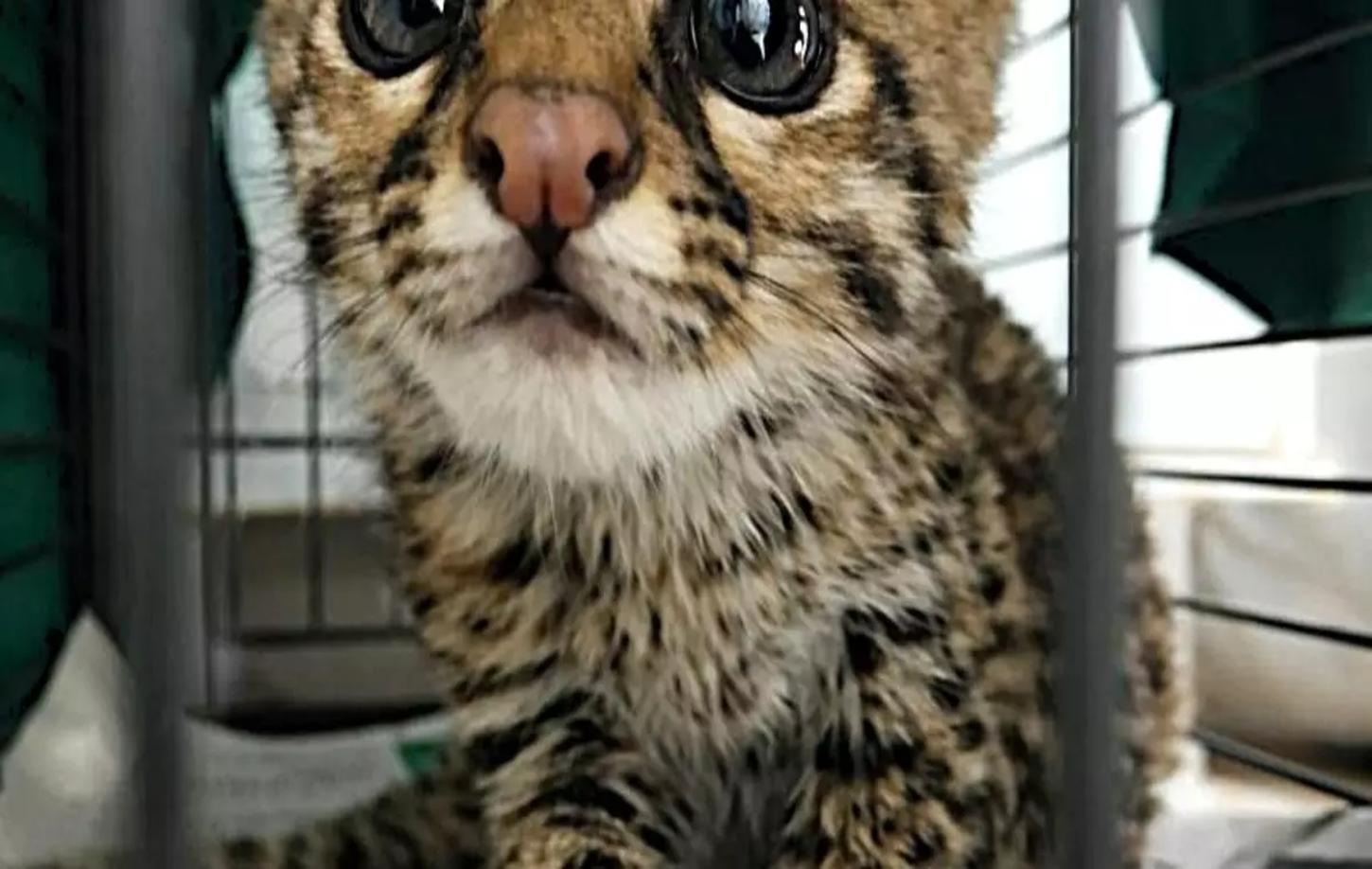 Professor brasileiro descobre que 'tigrinho' boliviano que já tinha até apelido era espécie inédita de felino selvagem